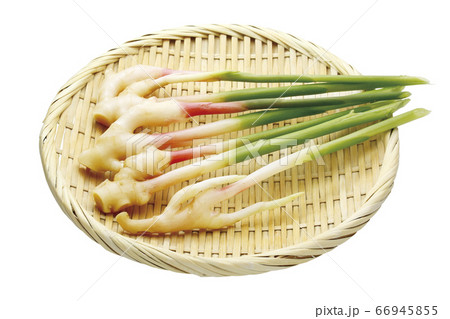 葉しょうが_02（パス付） 66945855