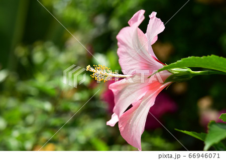真横から見たピンクのハイビスカスの写真素材