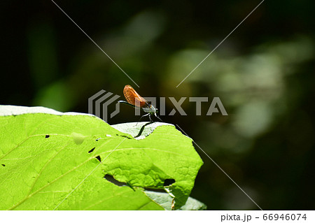 大きな葉に止まるミヤマカワトンボ 66946074