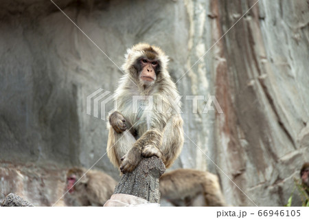 猿山で遠くに目を遣るニホンザル【春】 66946105