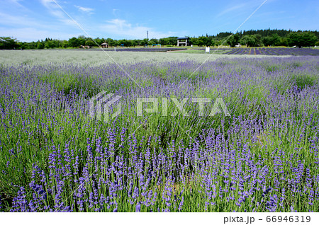 ラベンダー園 秋田県美郷町の写真素材