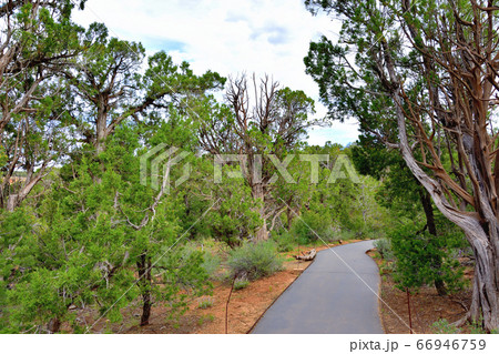 断崖絶壁に栄えて消えた岩窟住宅群メサ・ヴェルデ国立公園 66946759