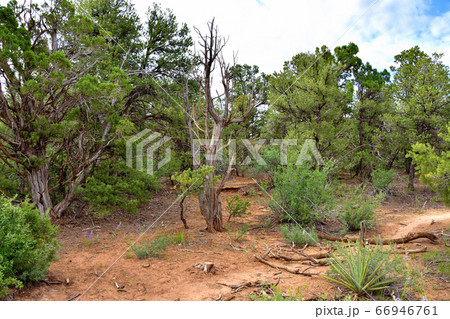 断崖絶壁に栄えて消えた岩窟住宅群メサ・ヴェルデ国立公園 66946761