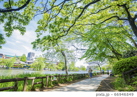 石神井公園 66946849