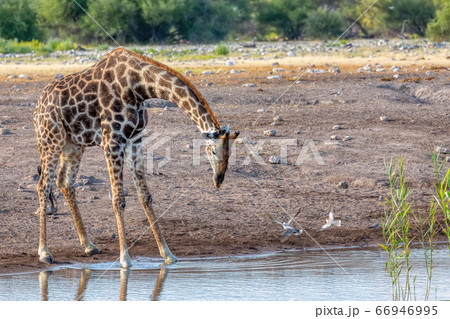 Giraffe on Etosha, Namibia safari wildlife 66946995