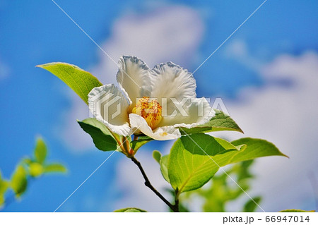 青空とシャラの花の写真素材