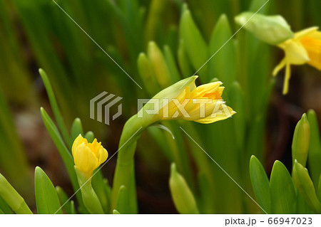 Daffodil Tete a Tete Daffodil Tete a Tete 66947023