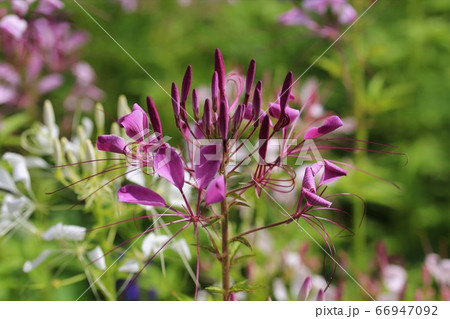 青山高原ハーブガーデン 青山高原ハーブガーデン 66947092