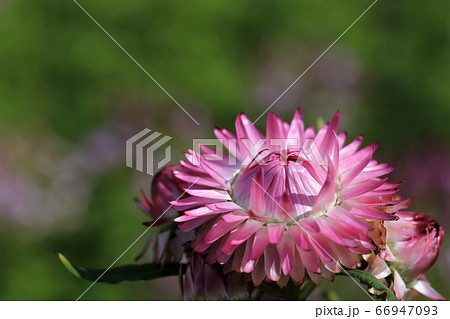 青山高原ハーブガーデン 青山高原ハーブガーデン 66947093