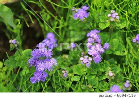 青山高原ハーブガーデン 66947119