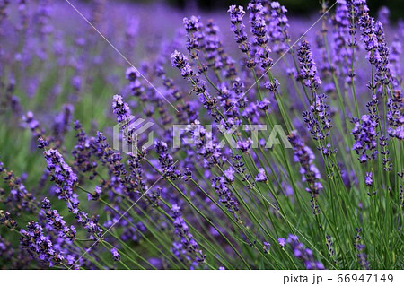 青山高原ハーブガーデン 青山高原ハーブガーデン 66947149
