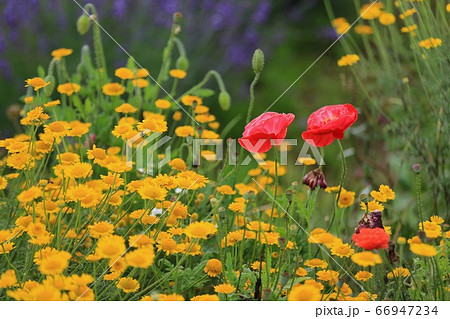 青山高原ハーブガーデン 66947234