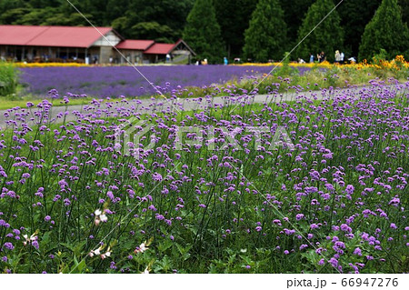 青山高原ハーブガーデン 66947276