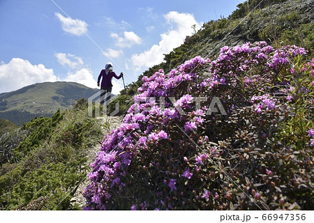 鶏冠 とさか クレスト 66947356