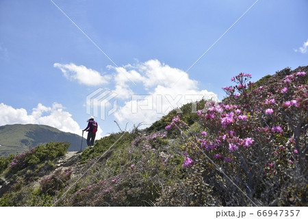 花 フラワー お花 66947357