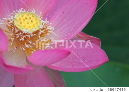 神聖な花 66947436