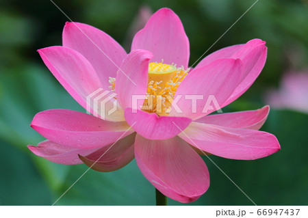 神聖な花 66947437