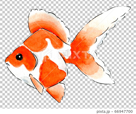 Goldfish 4 Goldfish 4 66947700