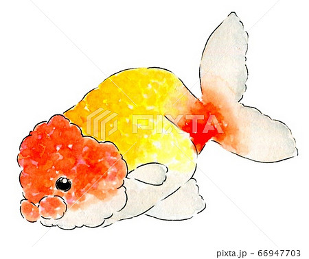 金魚1 66947703