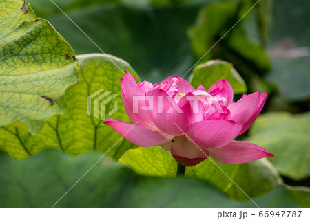 Pink lotus water lily flower and green leaves Pink lotus water lily flower and green leaves 66947787