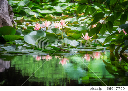 Lotus water lilies reflecting in water Lotus water lilies reflecting in water 66947790