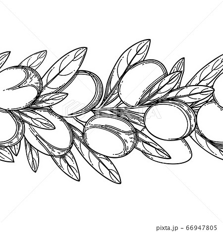 Graphic argan branches, vector repeated seamless border 66947805
