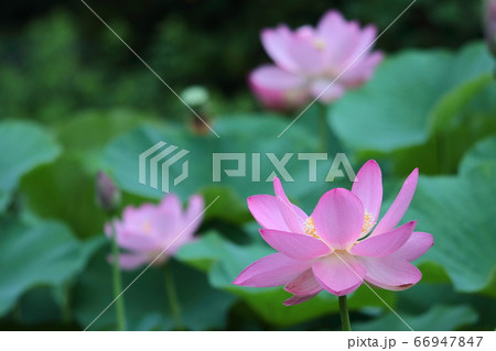 神聖な花の写真素材