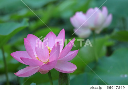 神聖な花の写真素材