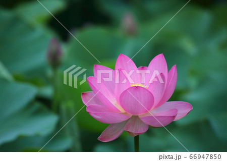 神聖な花の写真素材