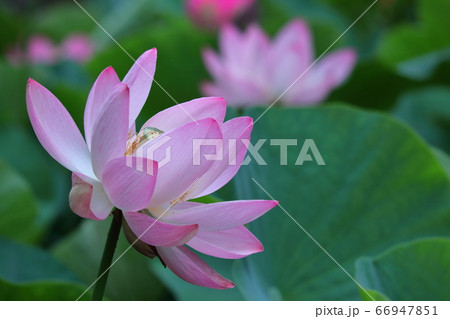 神聖な花 66947851