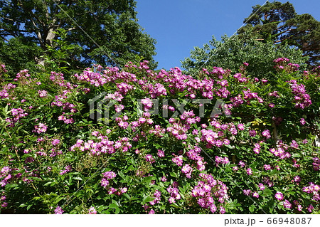 満開のつるバラ 満開のつるバラ 66948087