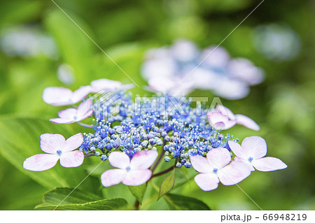 紫陽花 アジサイ 資福寺 紫陽花 アジサイ 資福寺 66948219