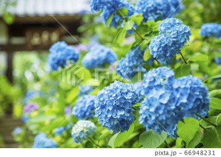 紫陽花　アジサイ　資福寺 66948231