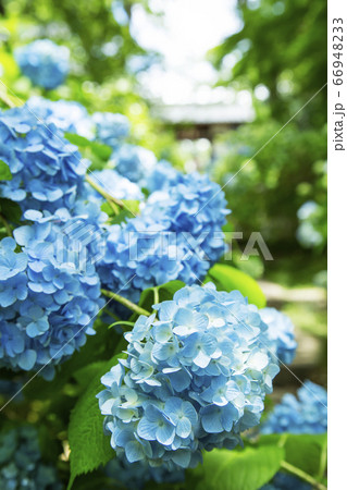 紫陽花　アジサイ　資福寺 66948233