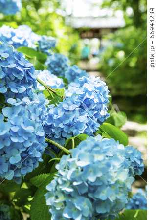 紫陽花　アジサイ　資福寺 66948234