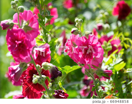 Purple mallow in sunny day 66948858