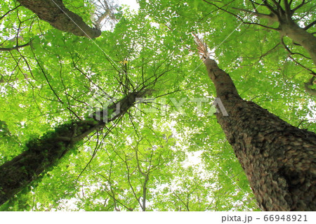 山間部の雑木林で見上げる新緑 山間部の雑木林で見上げる新緑 66948921