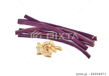 purple yardlong bean isolated on white background purple yardlong bean isolated on white background 66948971