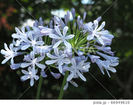 アガパンサス 66949610
