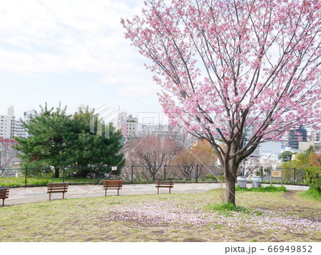桜と椅子がある高台の公園 66949852