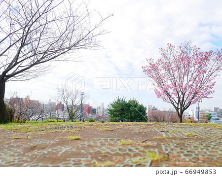 桜が咲いている高台の公園 66949853