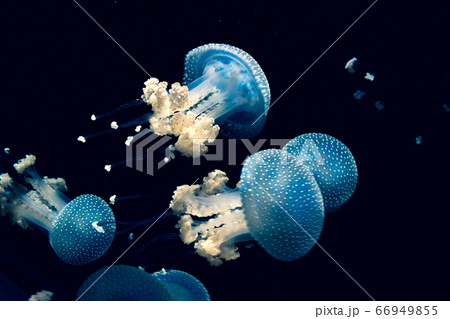 A Few Jellyfish Swim In The Water. Unusual 66949855