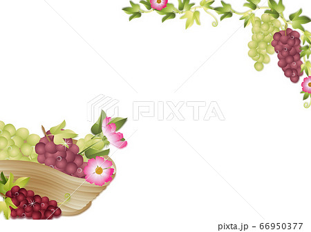 ブドウとコスモスバスケットのイラスト背景素材のイラスト素材