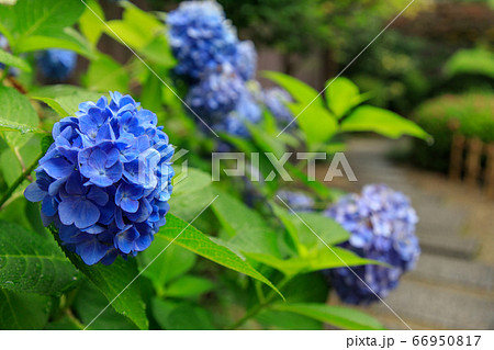 雨のおふさ観音 66950817