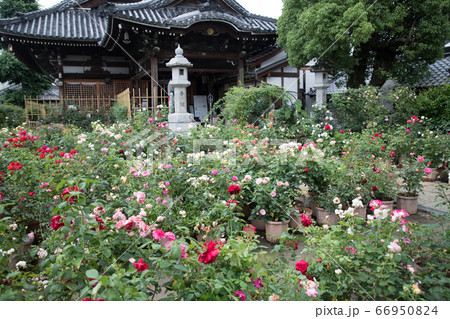 雨のおふさ観音 66950824
