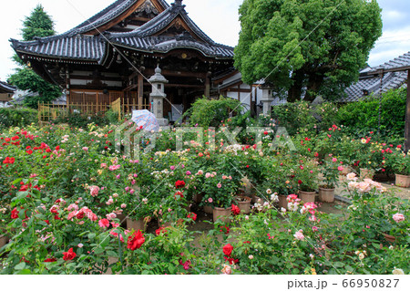 雨のおふさ観音 66950827