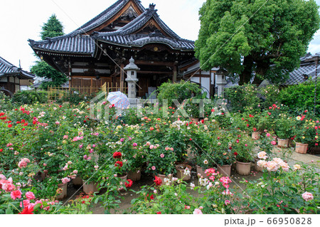 雨のおふさ観音 66950828