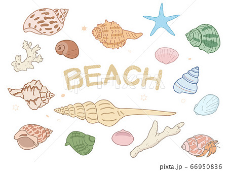 貝殻とサンゴとヒトデのイラスト素材