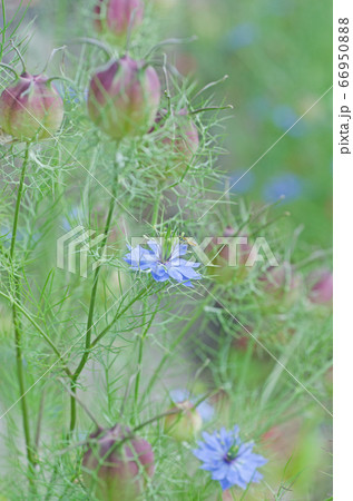 花期から果実期へ移行中のニゲラ（クロタネソウ） 66950888