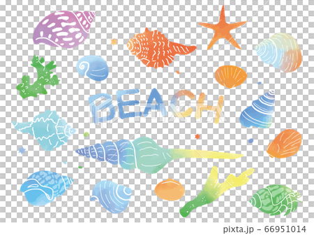 多彩的貝殼,珊瑚和海星 多彩的貝殼,珊瑚和海星 66951014